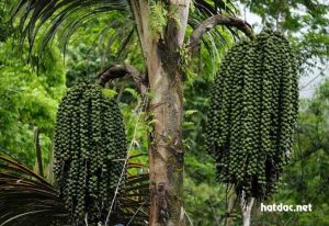 Hạt đác là cây gì? Hạt đác là cây gì?